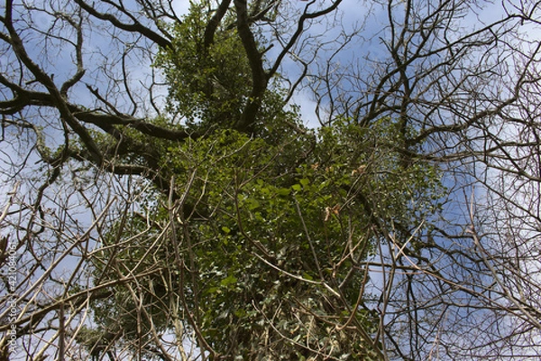 Fototapeta A wide look an an old tree