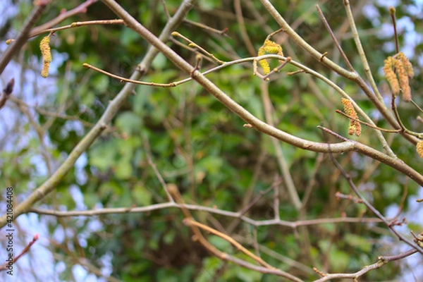 Fototapeta Blurred background of a green tree