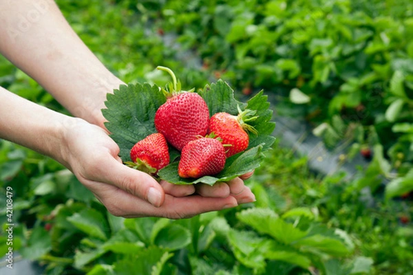 Obraz Strawberrys on leaf in the hands