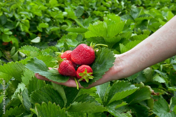 Obraz Strawberrys on leaf in the hand