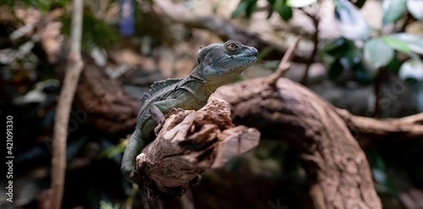 Fototapeta Chameleon 