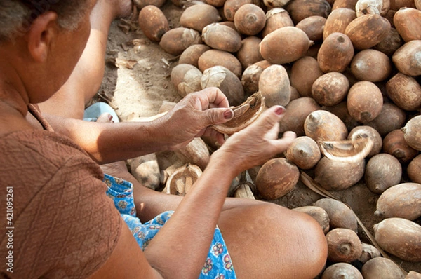 Fototapeta Detalhe da mão de quebradora do coco de babaçu.