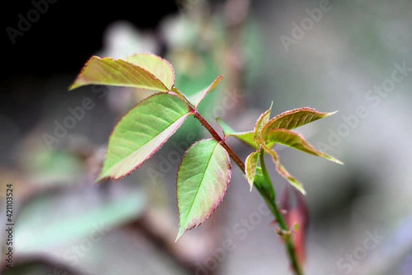 Fototapeta Fresh blooming leaves of rose