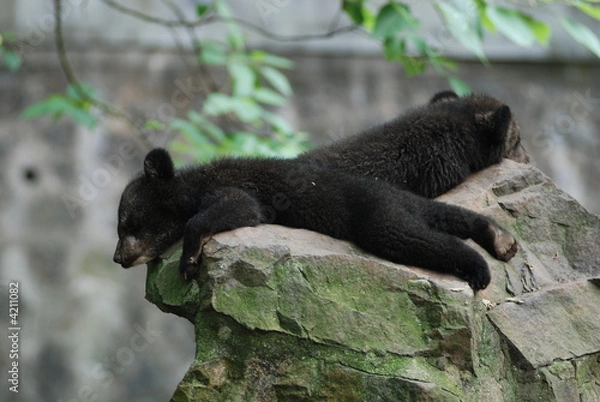 Fototapeta Sleepy bears