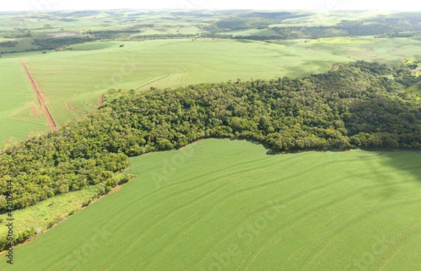 Obraz Plantação Soja. Imagem aérea 