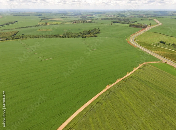 Obraz Plantação Soja. Imagem aérea 