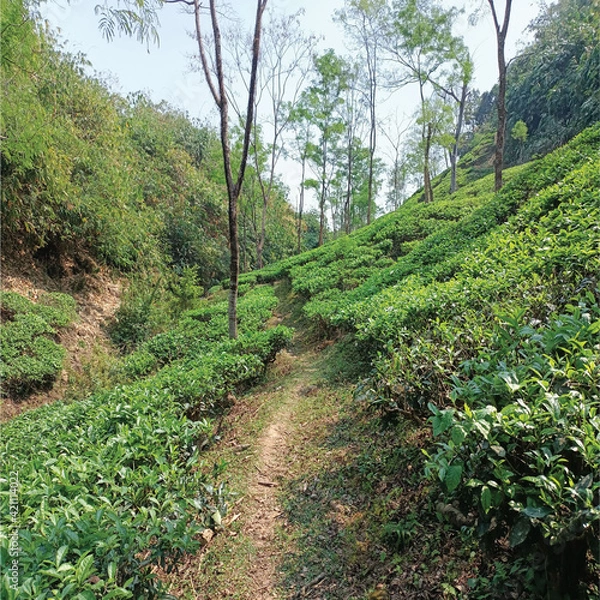 Fototapeta path in the mountains