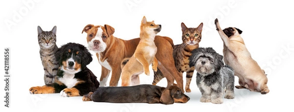 Obraz group of eight cats and dogs