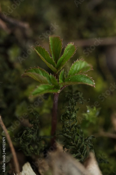 Obraz close up of a leaf