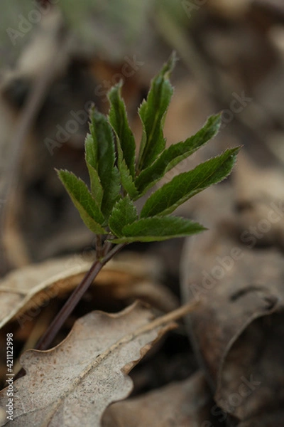 Obraz close up of a leaf