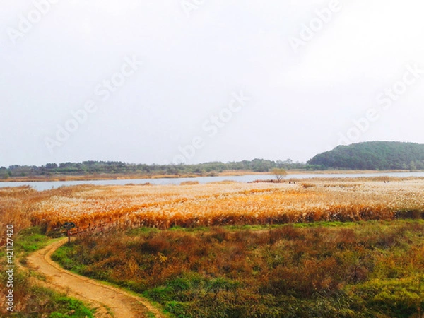 Fototapeta landscape with river