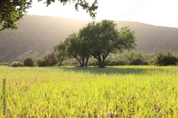 Fototapeta Tree in the field.