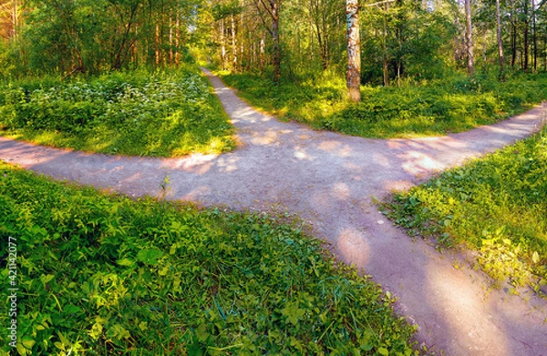 Obraz The walking footpaths intersect in the park in summer in sunny weather
