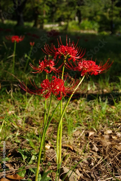 Obraz 公園に咲く赤い花　彼岸花　秋