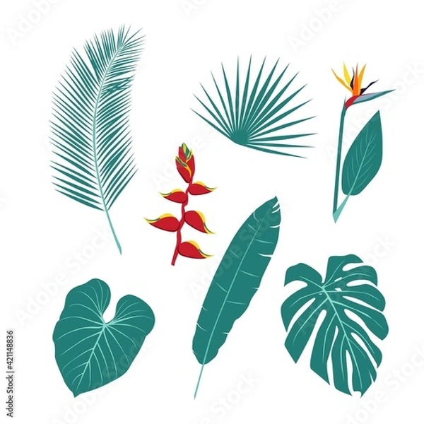 Obraz A set of unusual tropical plants, leaves and flowers. The plant world. Vector illustration on a white background