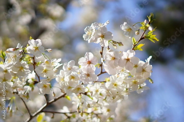 Fototapeta 東京で咲く桜の花