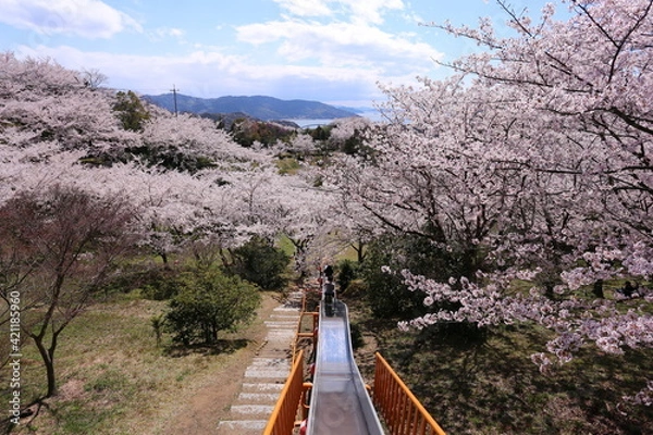 Obraz 満開の桜の中をすべる開山公園の滑り台