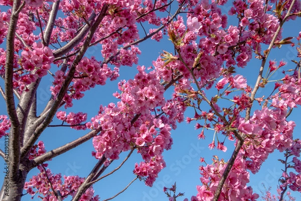 Obraz 青空と寒緋桜/カンヒザクラ/サクラ/さくらの花