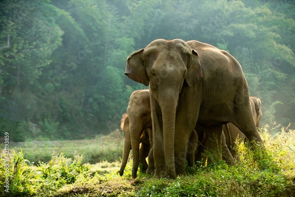 Fototapeta Elephant family walking through the meadow