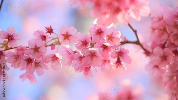 Obraz カンヒザクラ、夏 、咲く