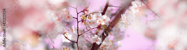 Fototapeta 春に咲くピンクの桜の花