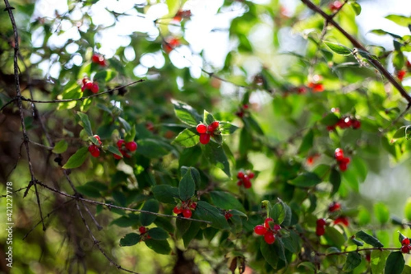 Fototapeta Red berries on a tree in the park.