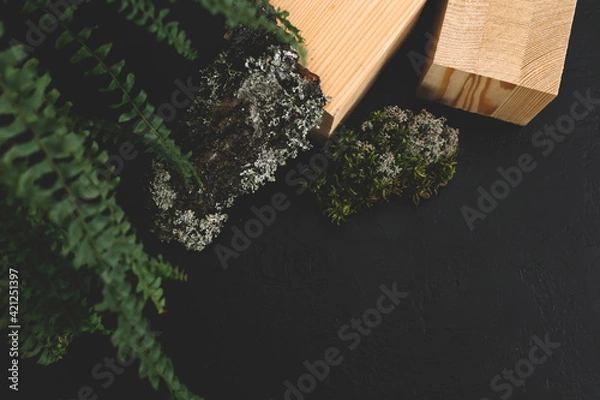 Obraz Natural mockup of moss,wood, tree bark and fern for cosmetics on black and grey background.