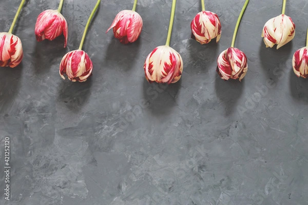 Obraz Bouquet of red and white tulips on grey background. Mothers day, Valentines Day, Birthday celebration.