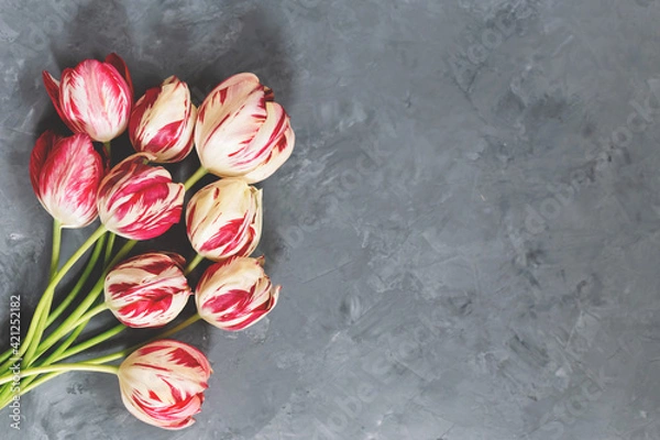 Obraz Bouquet of red and white tulips on grey background. Mothers day, Valentines Day, Birthday celebration.