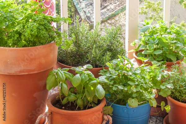 Obraz Fresh herbs in pots on a tiny balcony. Parsley, basil, rosemary, thyme, Moroccan mint, and coriander (cilantro).