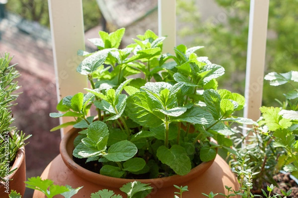 Obraz Freshly potted Moroccan mint and other herbs in pots on a tiny balcony.