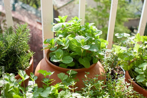 Obraz Fresh herbs in pots on a tiny balcony. Parsley, basil, rosemary, thyme, Moroccan mint, and coriander (cilantro).