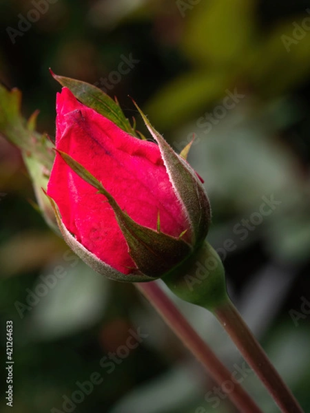 Fototapeta single red rose bud on stem