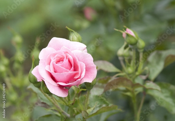 Obraz Pink rose in a garden