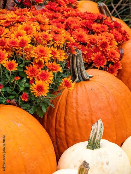 Fototapeta fall display of white and orange pumpkins with mums in autumn