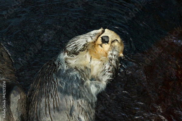 Obraz Sea otter (Enhydra lutris)