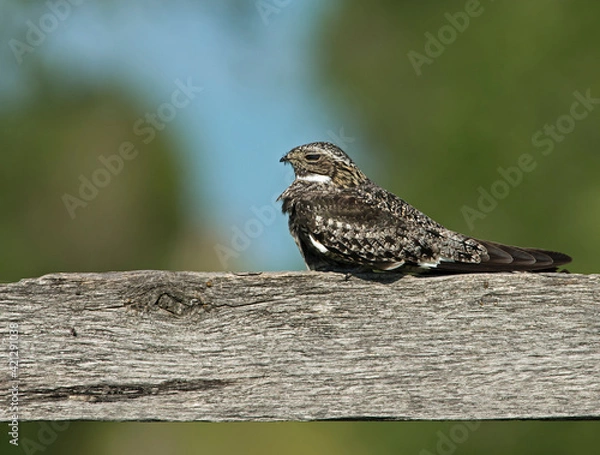 Fototapeta Nightjar on the fence