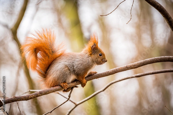 Fototapeta red squirrel in the park on a branch