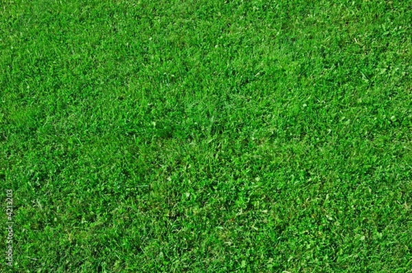Fototapeta green grass background
