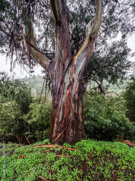 Fototapeta Eucalyptus Tree
