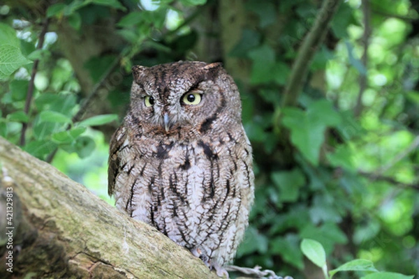Fototapeta A Screech Owl in a tree