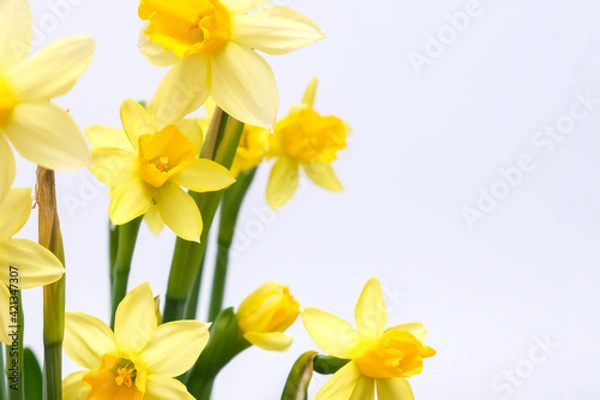 Fototapeta First spring yellow blooming flowers narcissus against white background close up with copy space