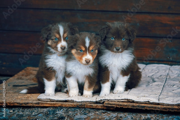 Obraz Australian Shepherd Brüder
