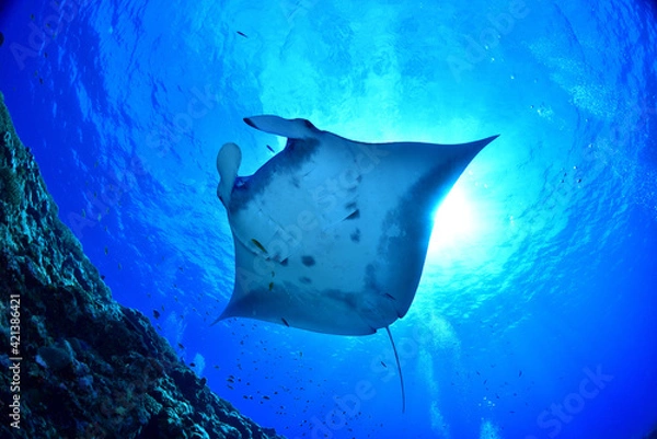 Obraz マンタ逆光