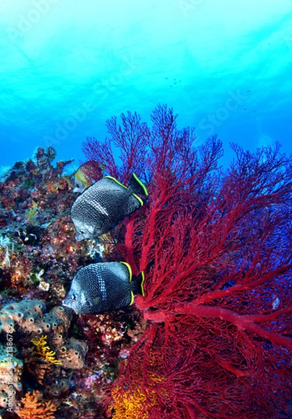 Obraz 綺麗なサンゴとユウゼン