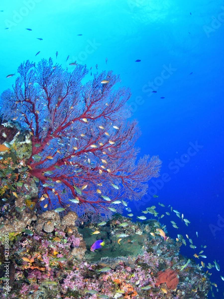 Obraz 綺麗な赤いサンゴ