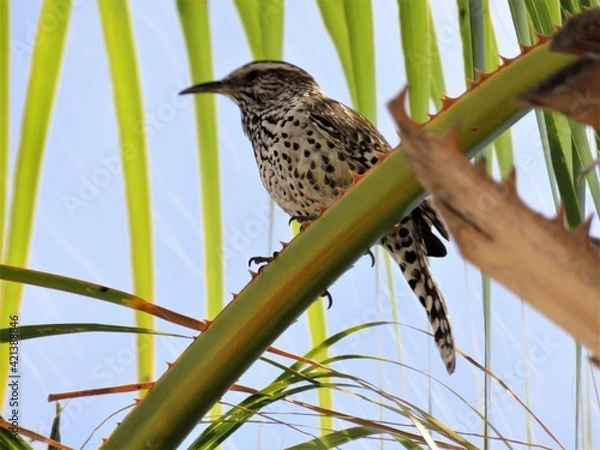 Obraz Cactus wren