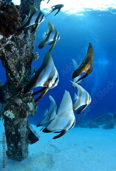 Obraz 桟橋の下のツバメウオ