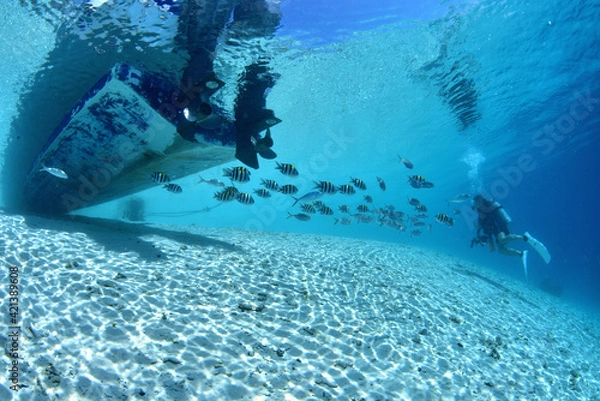 Obraz ボートの下は魚たちの楽園