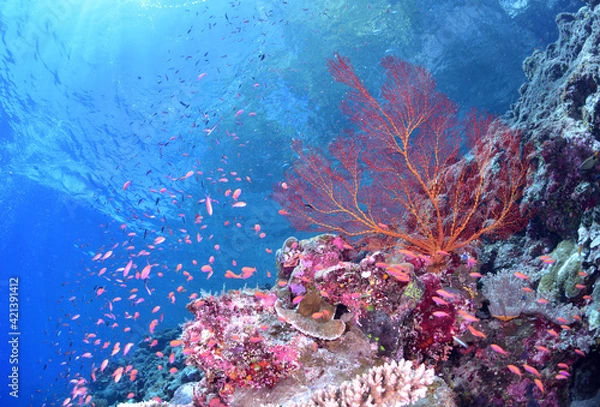 Obraz 綺麗なサンゴ